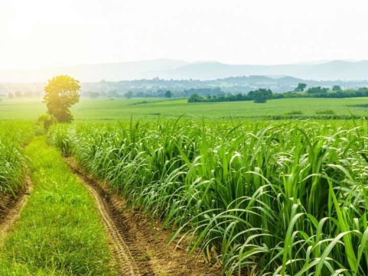 Período seco exige cuidados específicos com as daninhas na soqueira da cana 