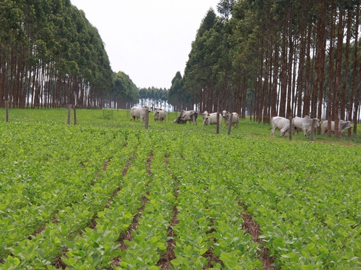 Sistemas ILPF têm menores perdas de solo, água e nutrientes