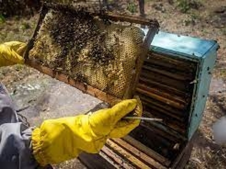 Védera lança suplemento alimentar para abelhas