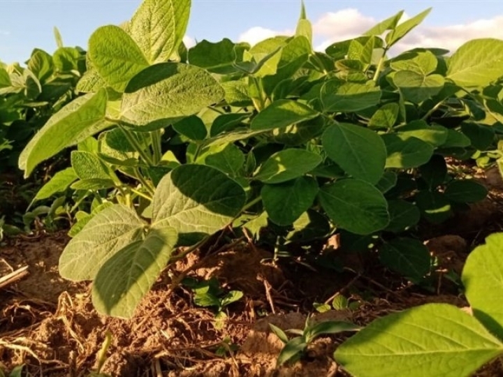 Mercado de fertilizantes especiais cresce 41,8% em 2020 