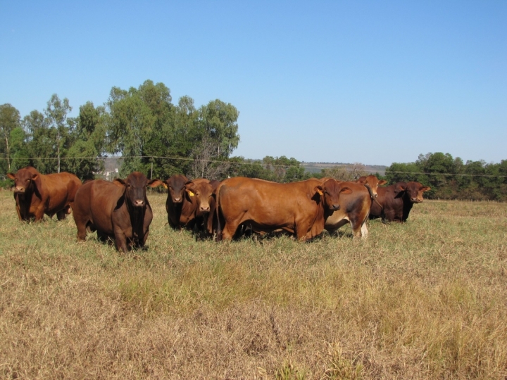 5 criatórios unem-se para ofertar touros de alta qualidade genética no Megaleilão Virtual Montana 2021