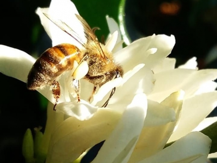 Polinização assistida inteligente aumenta a produtividade de lavoura de café em 20% e é opção de recuperação para cafeicultores pós-geadas