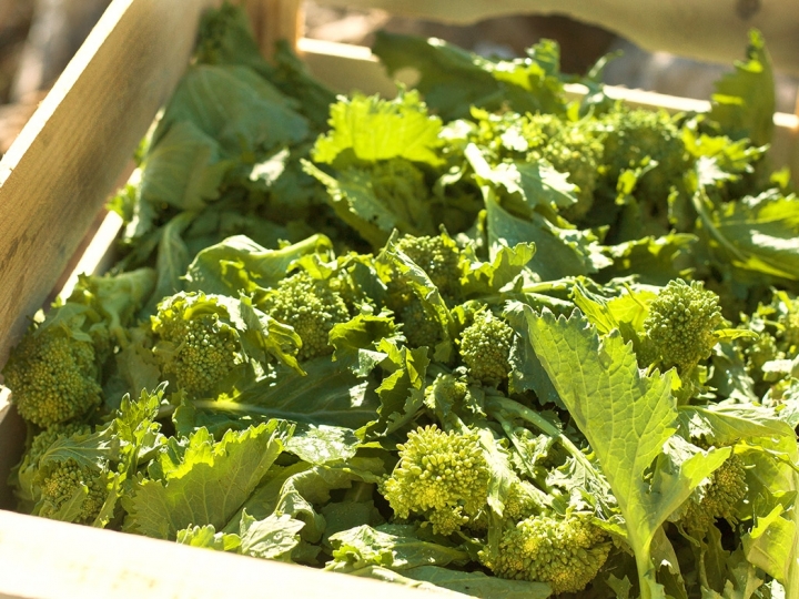 Cultivo inédito de Cime di Rapa (brócolis de origem italiana) rende seu primeiro lote de antepastos genuinamente produzidos no Brasil