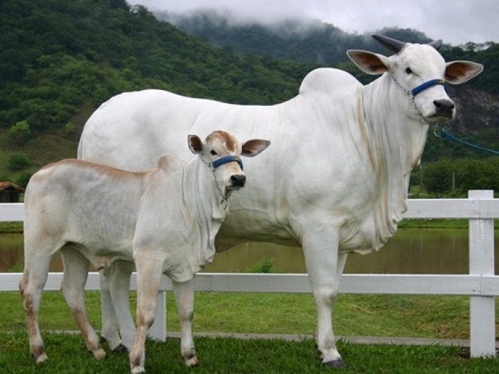 IZ lança Sumário de Touros e Matrizes Nelore e Participa da 14ª Expogenética 