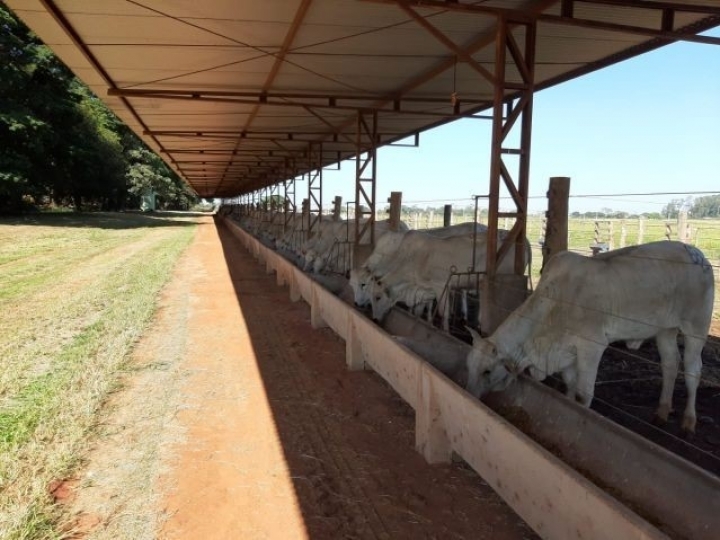 Cadeia produtiva de gado de corte conhece tecnologia da APTA para produção de novilhas precoces