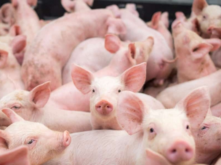 Exportações de carne suína mantém alta de 11,53% em 2021