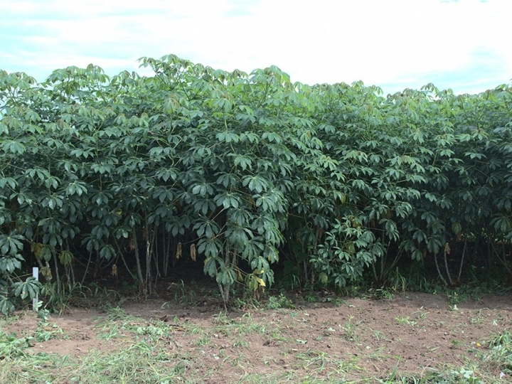 Novas cultivares de mandioca de indústria diversificam a produção de amido no Brasil Central