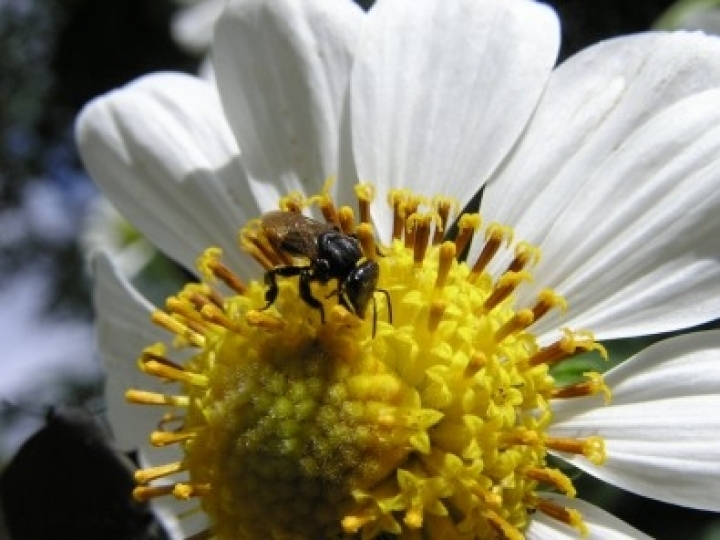 Vegetação nativa exerce efeito protetor contra poluentes 