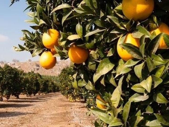 Com irrigação por gotejamento, citricultor prevê aumento de produtividade em 60%