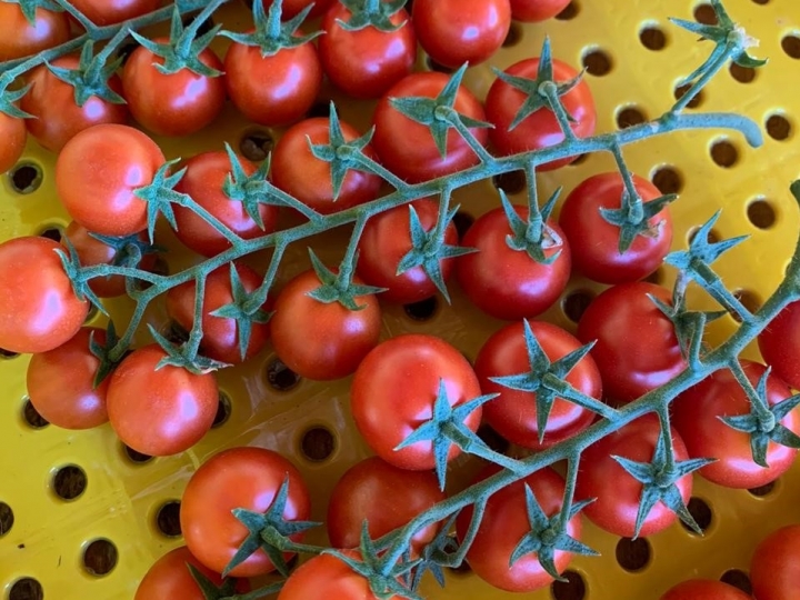 Tomate tipo grape: Alta tecnologia leva vantagens à produção