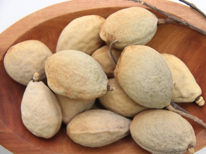 Árvore do baru é excelente alternativa para cultivo em ILPF