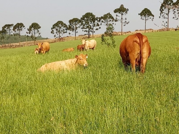 Pastagem tratada como cultivo dá resultado ao pecuarista
