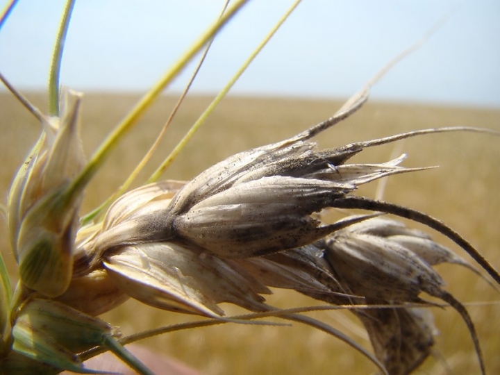 Parceria internacional desperta sistema de alerta para o risco de brusone no trigo