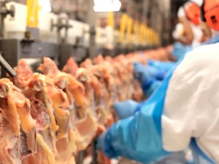 Exportações de carne de frango crescem 4,8% em agosto