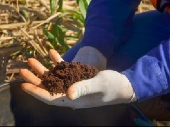 Projeto inédito realizará análise do metagenoma em cana-de-açúcar