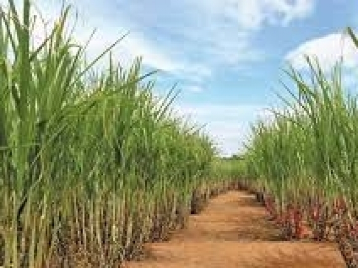 Academia de Sucessão no Agronegócio apoia as próximas gerações de produtores de cana