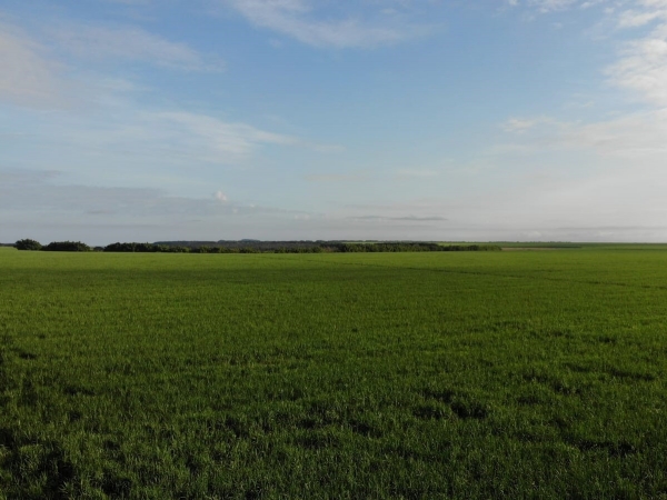 Plantação de cana-de-açúcar em uma das fazendas da BrasilAgro (Foto: Divulgação)