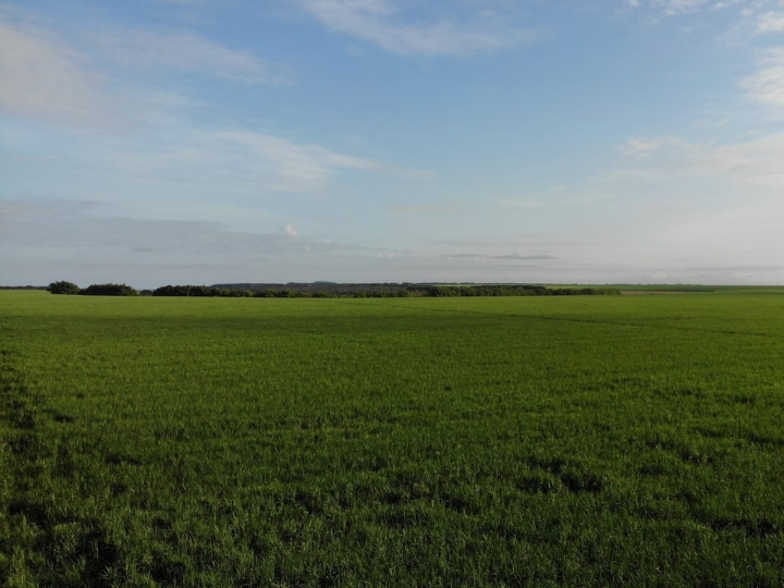 BrasilAgro fecha safra 2020/21 com maior receita líquida da história