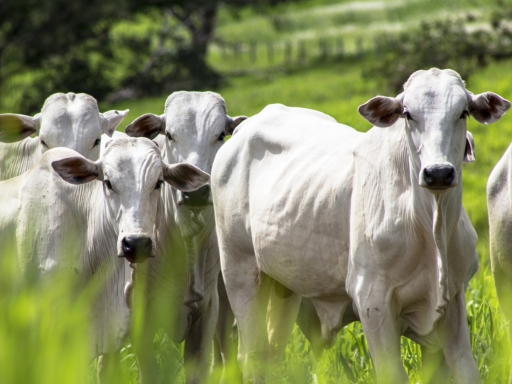 Estratégias de manejo de pastagem e de condicionamento da recria na transição acelera a recuperação dos animais