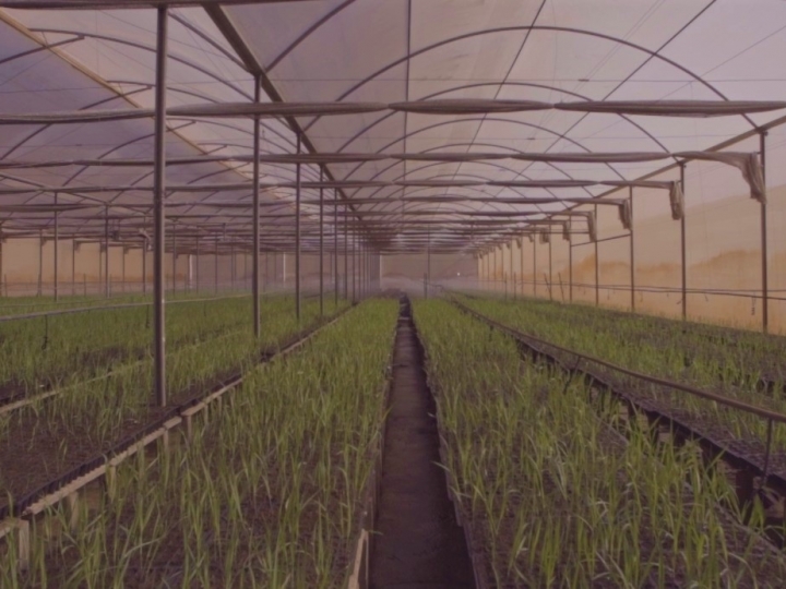 Tereos automatiza processos e dobra produção de MPB