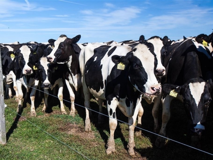Identificação eletrônica de animais avança na pecuária de leite e corte 