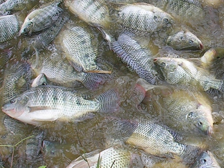 Aquacultura: método de gestão que alia nutrição e manejo eleva resultados na produção de pescados 