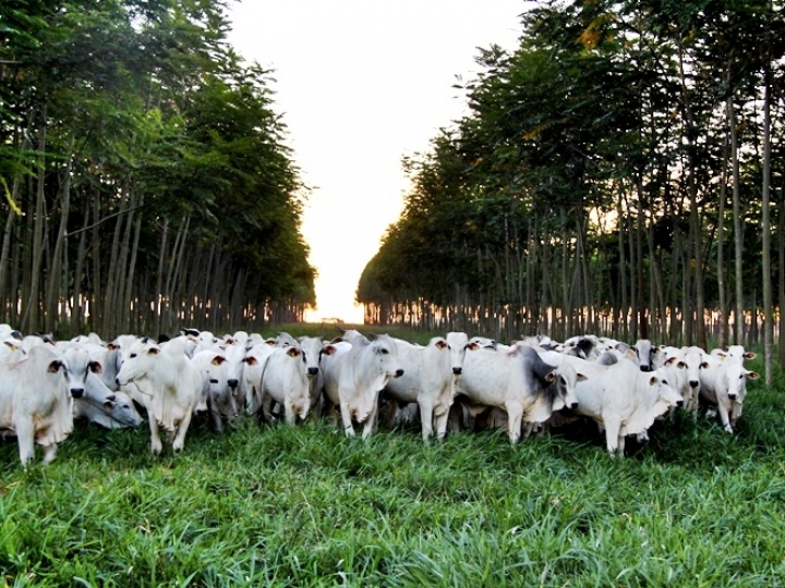 Amazônia pode produzir mais carne sem desmatar e gastando menos, mostra estudo 