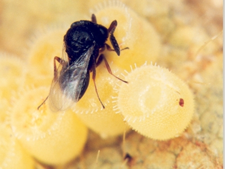 Controle biológico para soja, milho e feijão: multissítio microbiológico combate patógenos e aumenta produtividade de culturas anuais 