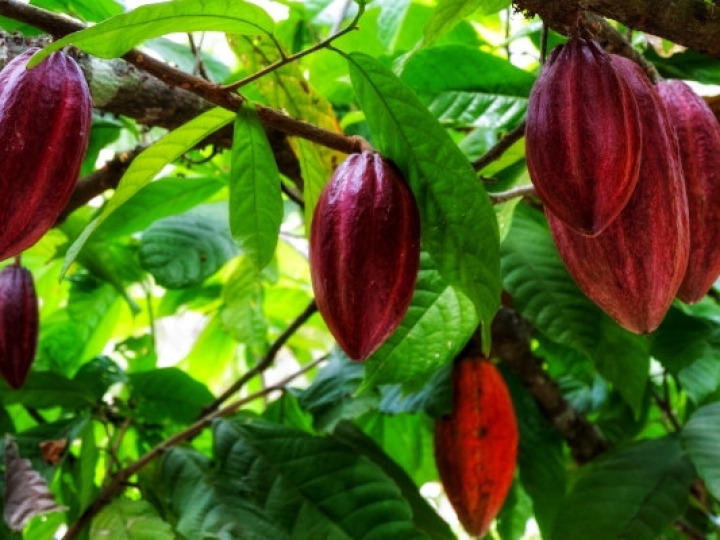 Com a safra temporã no fim, recebimento nacional de cacau recua 33,9% em agosto