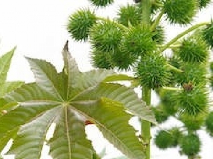 Edital para produção de tecnologias com base na mamona sem ricina