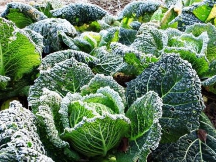 Impactos da seca e da geada na produção agropecuária 