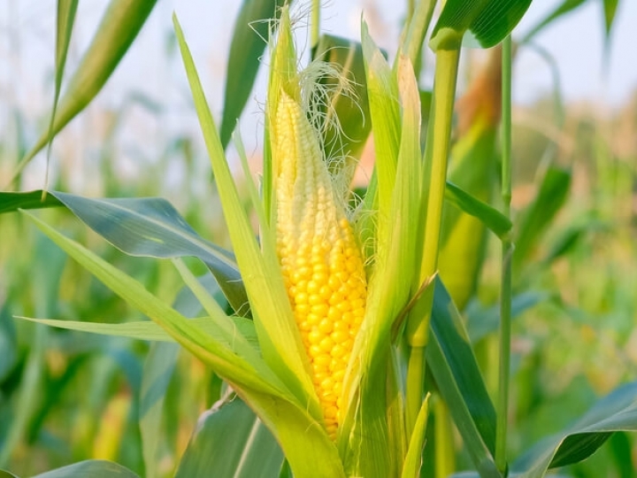 Estimativa da produção de milho na segunda safra deve ser a menor nos últimos 10 anos