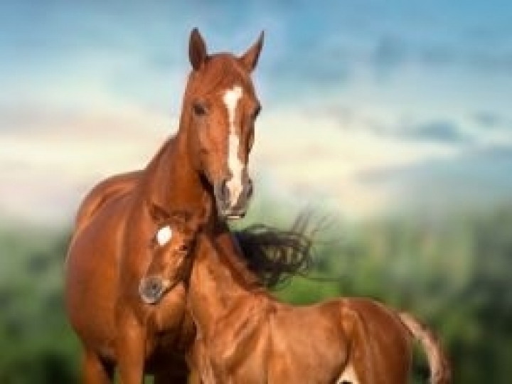 Como anda a fertilidade das suas éguas?