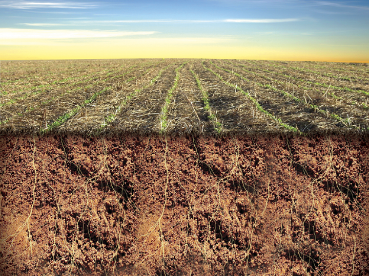 Milheto ADR 300 gera quase R$ 5 mil de economia por hectare