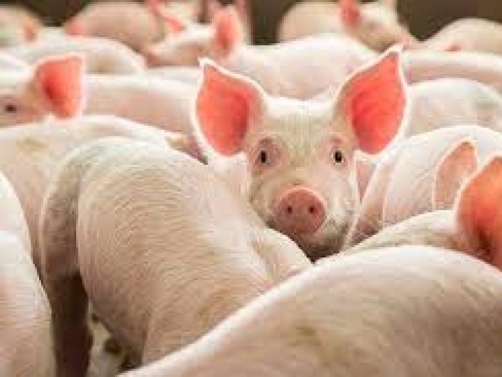 Ministros de Agricultura das Américas terão ação coordenada para combate à Peste Suína Africana