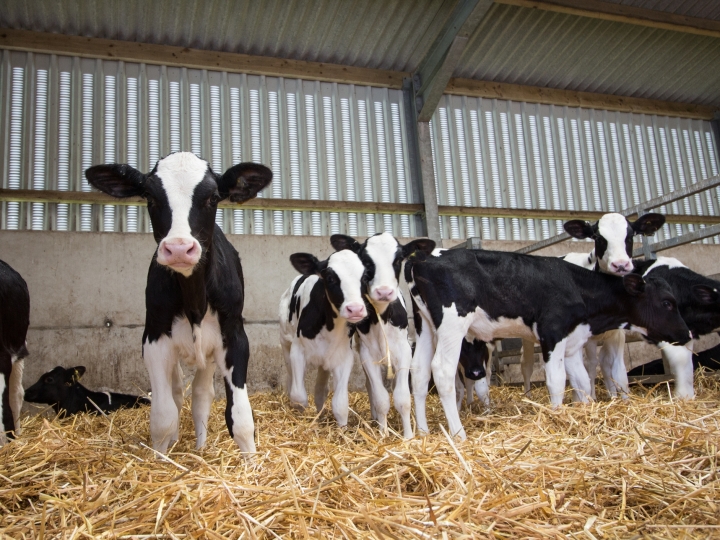Portfólio Elanco reúne eficaz combinação para o tratamento da Tristeza Parasitária Bovina