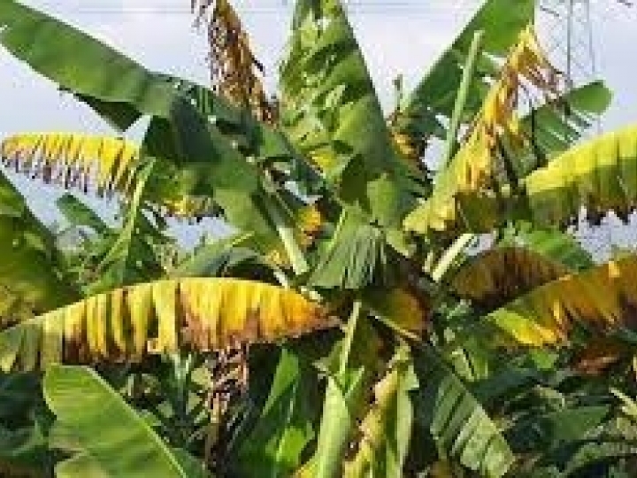 Defesa Agropecuária e Mapa realizam levantamento amostral da Fusariose raça 4 Tropical no estado de São Paulo 