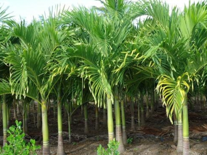 Versáteis e de importância ecológica, palmeiras nativas são objeto de estudo na APTA Regional de Piracicaba 
