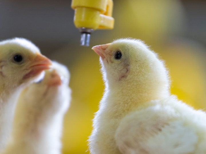 Aumento de produção de ovos com rigoroso processo de qualidade 