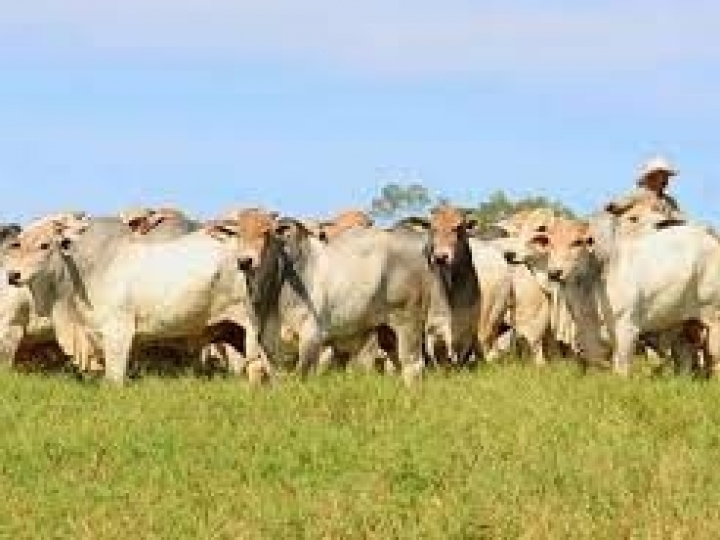 Boehringer Ingelheim promove dias de campo para combate à Diarreia Viral Bovina (BVD) em diferentes regiões do Brasil 