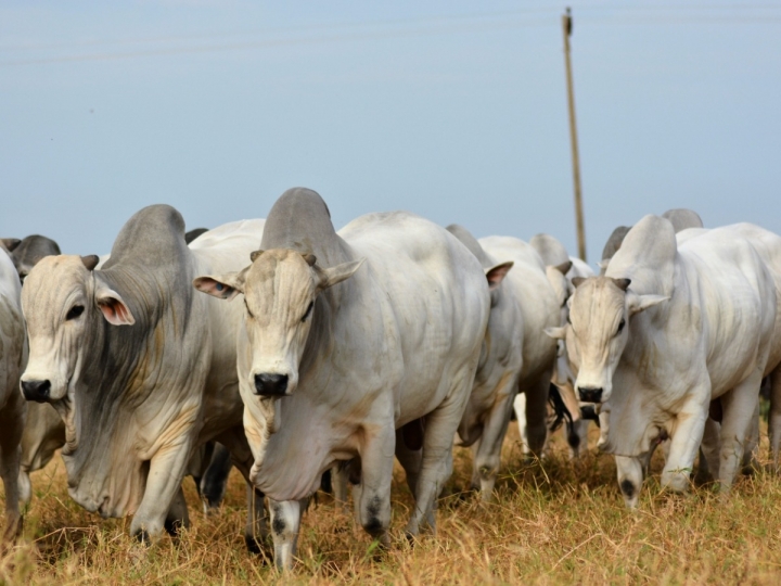 Novidades em genética Nelore movimentam Expoinel 2021