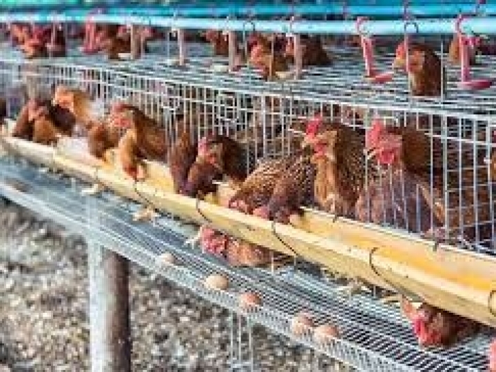 Produção e exportações da Avicultura e da Suinocultura devem registrar novo recorde em 2021