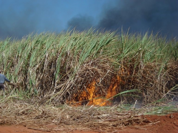 Incêndios queimam produtividade nos canaviais e recursos do produtor