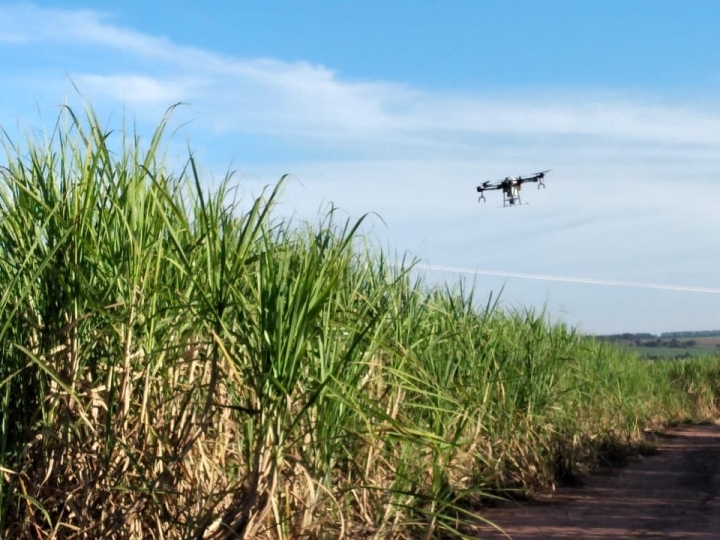 Sipcam Nichino apresenta bioestimulantes de ponta, para elevar qualidade da matéria-prima do setor sucroenergético