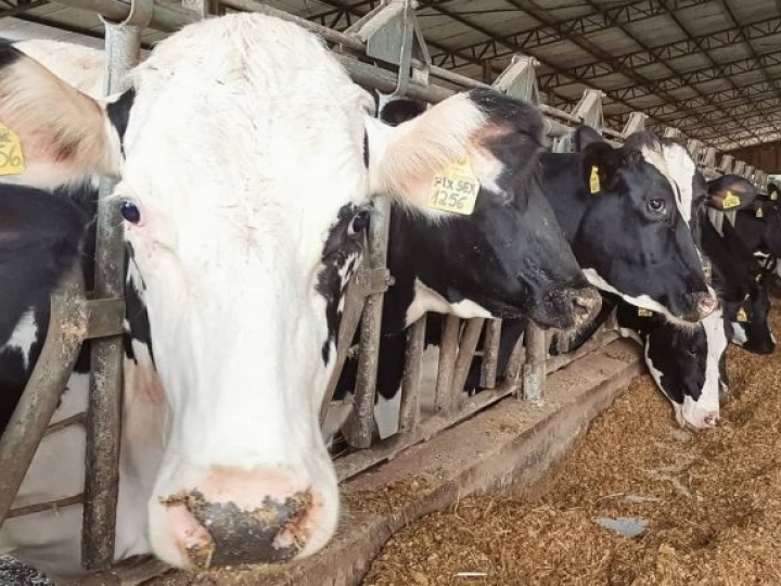 Preço do leite no Brasil supera cotação internacional
