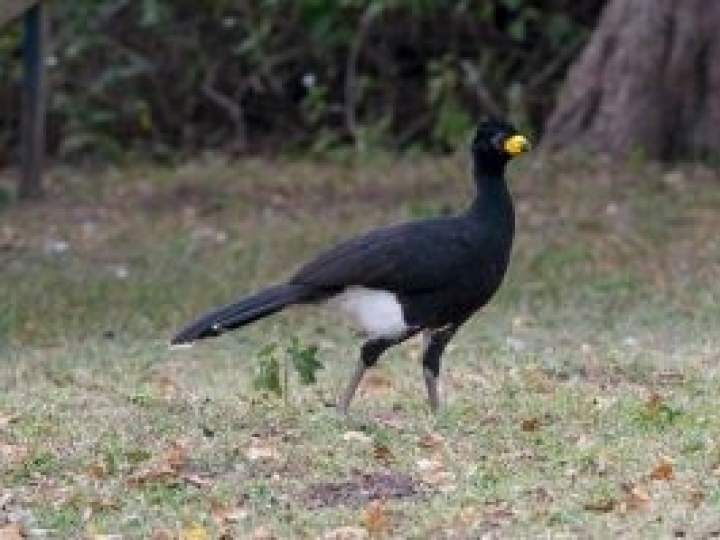 Projeto no noroeste do estado de São Paulo visa a conservação de aves ameaçadas de extinção