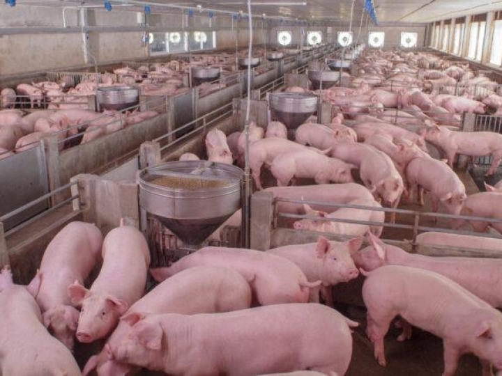 Exportações de carne suína batem recorde histórico em setembro