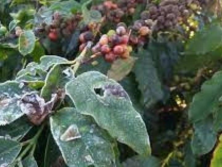 Mapa define condições para liberação de linha de crédito para cafeicultores atingidos por geadas