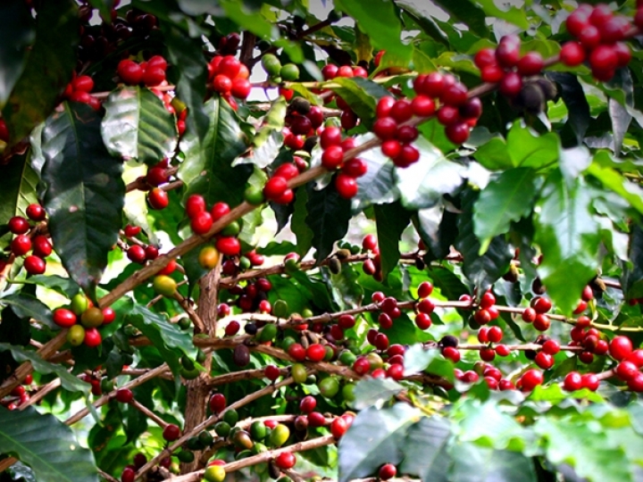 Embrapa e Epamig avaliam metodologia que permite o mapeamento automatizado de áreas de Café