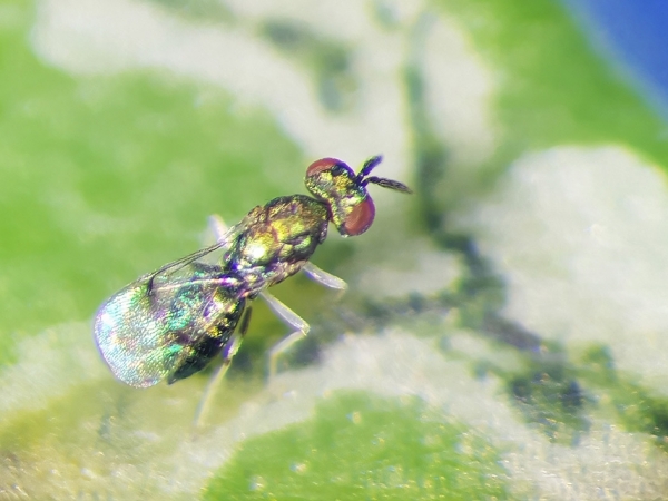 Parasitoide Neochrysocharis formosa, primeiro agente de controle biológico da mosca-minadora registrado no Brasil - Foto: Tiago C. da Costa Lima